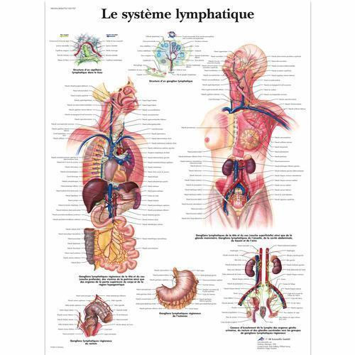 3b Scientific 4006770, Chart "le Systeme Lymphatique", French, Paper
