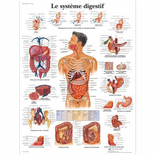 3b Scientific 4006771, Chart "le Systeme Digestif", French, Paper