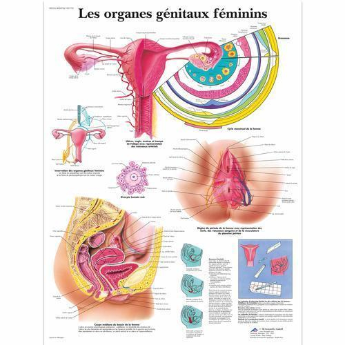 3b Scientific 4006784, Chart "les Organes Genitaux Feminins", French