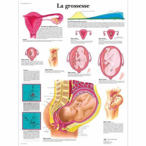3b Scientific 4006786, Chart "la Grossesse", French, Paper