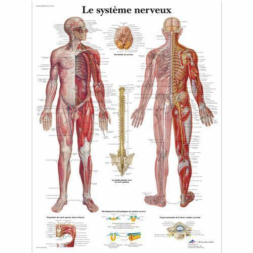 3b Scientific 4006793, Chart "le Systeme Nerveux", French, Paper