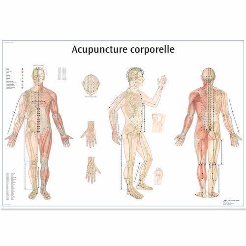 3b Scientific 4006812, Chart "acupuncture Corporelle", French, Paper