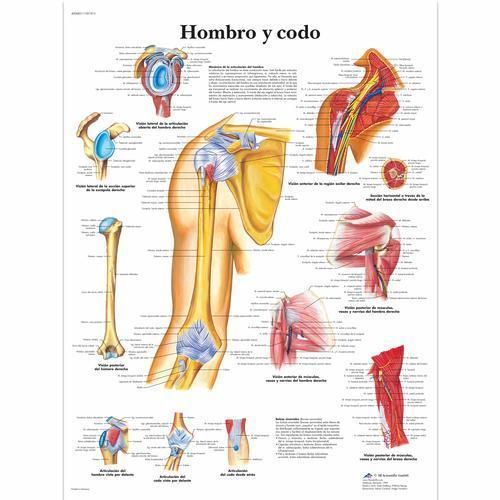 3B Anatomical Chart - Rheumatic Diseases 20 x 26'' 3B Anatomical Chart - Rheumatic Diseases 20 x 26''