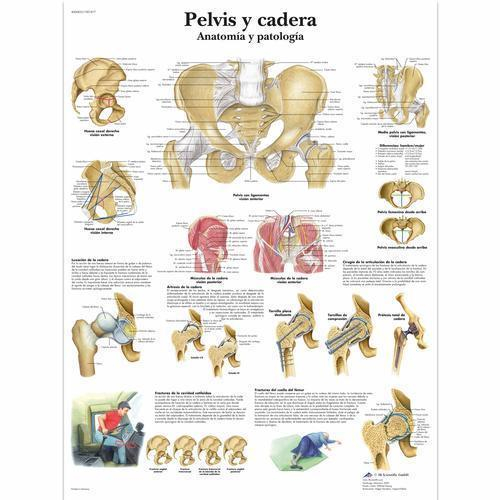 3b Scientific 4006823, Chart "pelvis Y Cadera", Spanish, Paper