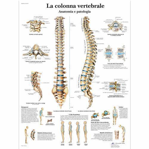3b Scientific 4006903, Chart "la Colonna Vertebrale", Italian, Paper