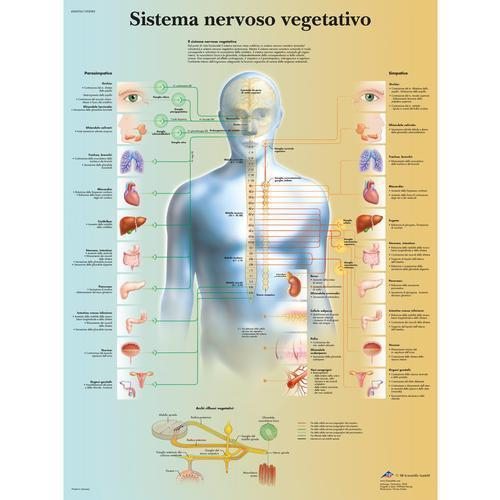 Buy 3B Scientific 4006956, Chart "Sistema Nervoso Vegetativo", Italian -  Mega Depot