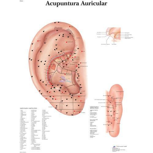 3b Scientific 4007020, Chart "ear Acupuncture", Portuguese, Paper