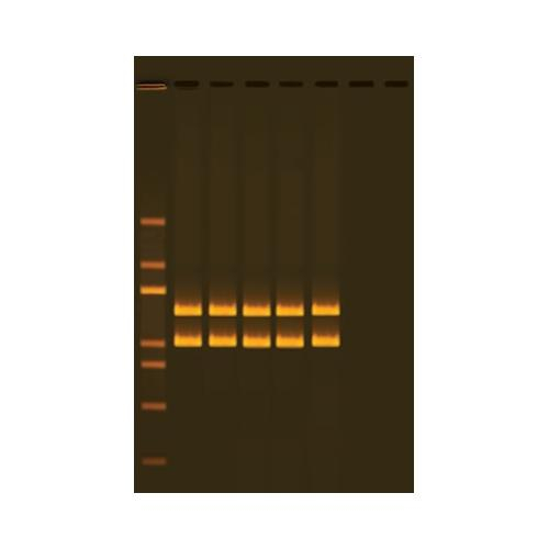 Edvotek 332, Mitochondrial Dna Analysis Using Pcr
