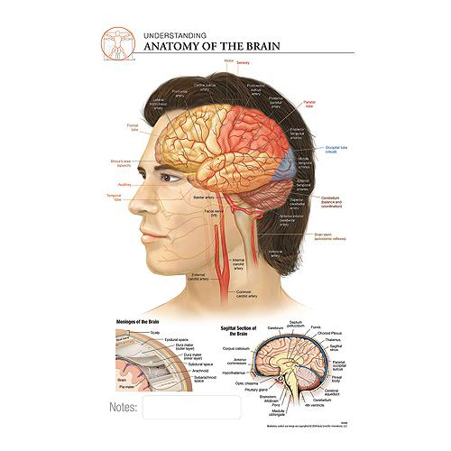 Fischer Technical Company Bs305, Anatomy Of The Brain "post It" Chart