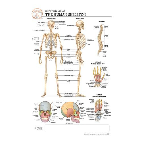 Fischer Technical Company Bs306, Human Skeleton "post It" Chart