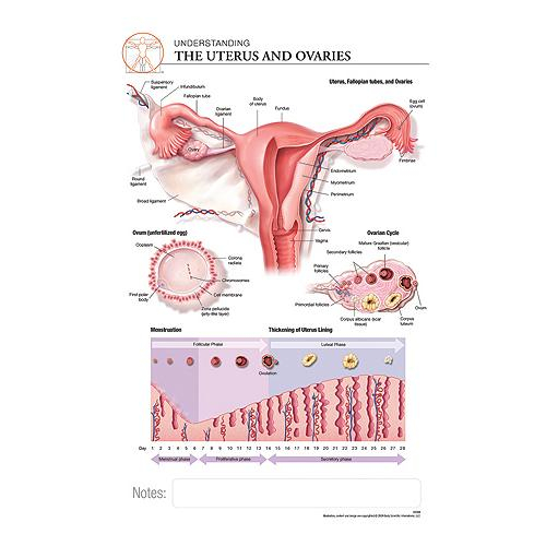 Fischer Technical Company Bs308, Uterus And Ovaries "post It" Chart