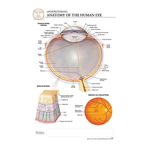 Fischer Technical Company Bs309, Anatomy Of The Eye "post It" Chart