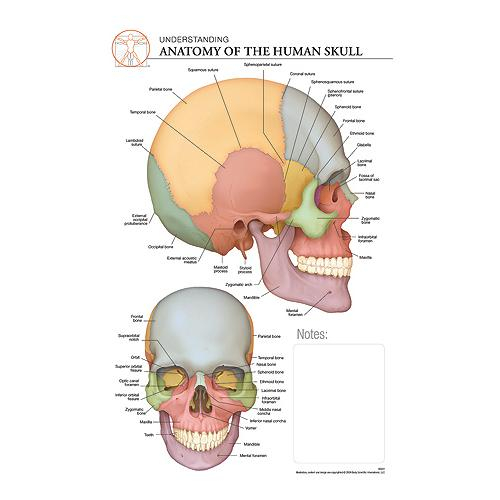 Fischer Technical Company Bs311, Anatomy Of The Skull "post It" Chart
