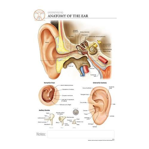 Fischer Technical Company Bs342, Anatomy Of The Ear "post It" Chart