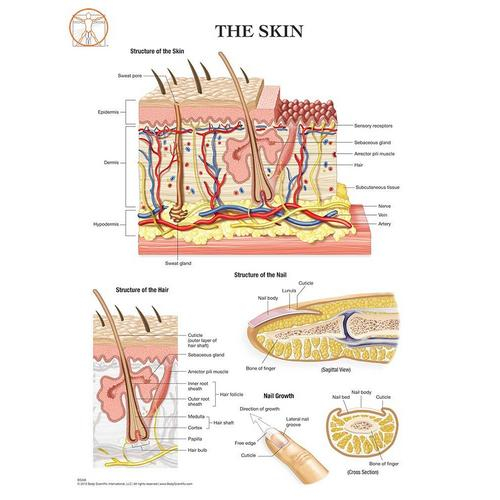 Tissue Types Chart