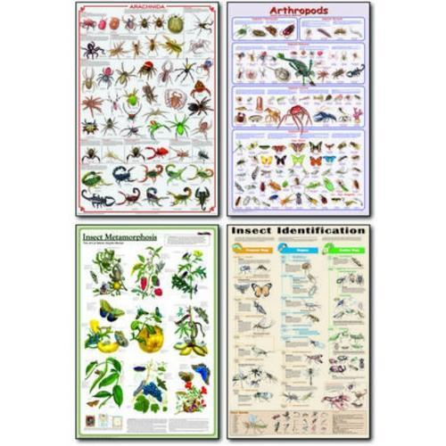 Fischer Technical Company Inspos/set, Insects Poster Set, Laminated